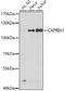 Cell Cycle Associated Protein 1 antibody, A05178, Boster Biological Technology, Western Blot image 