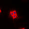TBC1 Domain Family Member 4 antibody, LS-C353214, Lifespan Biosciences, Immunofluorescence image 