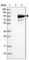 Coiled-Coil Domain Containing 170 antibody, NBP2-37860, Novus Biologicals, Western Blot image 