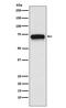 Cholinergic Receptor Nicotinic Alpha 4 Subunit antibody, M02230-1, Boster Biological Technology, Western Blot image 