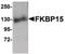 FKBP15 antibody, PA5-20730, Invitrogen Antibodies, Western Blot image 