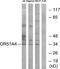 Olfactory Receptor Family 51 Subfamily A Member 4 antibody, A18864, Boster Biological Technology, Western Blot image 