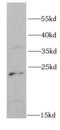 26S proteasome non-ATPase regulatory subunit 10 antibody, FNab06882, FineTest, Western Blot image 