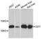 D-Dopachrome Tautomerase antibody, A8816, ABclonal Technology, Western Blot image 
