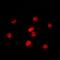 RNA Polymerase III Subunit E antibody, LS-C368900, Lifespan Biosciences, Immunofluorescence image 