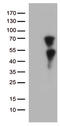Kruppel Like Factor 11 antibody, CF810998, Origene, Western Blot image 