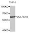 DNA Cross-Link Repair 1B antibody, STJ28891, St John