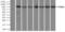 Sky antibody, NBP1-48040, Novus Biologicals, Immunoprecipitation image 