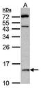 D-Dopachrome Tautomerase antibody, orb69975, Biorbyt, Western Blot image 