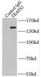 YEATS Domain Containing 2 antibody, FNab09562, FineTest, Immunoprecipitation image 