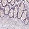 Zinc Finger B-Box Domain Containing antibody, HPA036328, Atlas Antibodies, Immunohistochemistry frozen image 