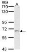3'-Phosphoadenosine 5'-Phosphosulfate Synthase 2 antibody, PA5-29863, Invitrogen Antibodies, Western Blot image 
