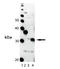 Heme Oxygenase 1 antibody, ADI-OSA-150-F, Enzo Life Sciences, Western Blot image 