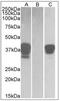POU domain class 2-associating factor 1 antibody, AP32080PU-N, Origene, Western Blot image 