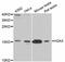 H2A Histone Family Member X antibody, LS-C747002, Lifespan Biosciences, Western Blot image 