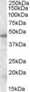 Septin 7 antibody, LS-C87364, Lifespan Biosciences, Western Blot image 