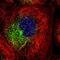 Rab11 family-interacting protein 1 antibody, HPA025960, Atlas Antibodies, Immunofluorescence image 