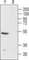 Endothelin Receptor Type B antibody, TA328804, Origene, Western Blot image 