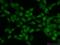 Dachshund Family Transcription Factor 1 antibody, 10914-1-AP, Proteintech Group, Immunofluorescence image 