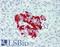 Low affinity cationic amino acid transporter 2 antibody, LS-A9309, Lifespan Biosciences, Immunohistochemistry frozen image 