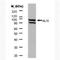 Programmed Cell Death 6 Interacting Protein antibody, GTX42812, GeneTex, Western Blot image 