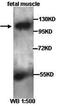 Cadherin 15 antibody, orb77241, Biorbyt, Western Blot image 