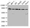 Leucine Zipper And EF-Hand Containing Transmembrane Protein 1 antibody, CSB-PA012877LA01HU, Cusabio, Western Blot image 