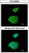 Pancreatic Lipase antibody, LS-C186113, Lifespan Biosciences, Immunocytochemistry image 