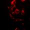 Phosphoprotein Membrane Anchor With Glycosphingolipid Microdomains 1 antibody, orb158091, Biorbyt, Immunofluorescence image 