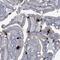 Trace Amine Associated Receptor 5 antibody, HPA051703, Atlas Antibodies, Immunohistochemistry frozen image 