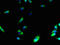 HTm4 antibody, LS-C379165, Lifespan Biosciences, Immunofluorescence image 