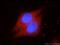 Synemin antibody, 20735-1-AP, Proteintech Group, Immunofluorescence image 