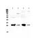 Glutathione S-Transferase Theta 1 antibody, PA5-79341, Invitrogen Antibodies, Western Blot image 
