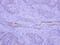 Brain Enriched Guanylate Kinase Associated antibody, PA5-31568, Invitrogen Antibodies, Immunohistochemistry frozen image 