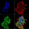 Hypoxia Up-Regulated 1 antibody, MA5-27642, Invitrogen Antibodies, Immunofluorescence image 