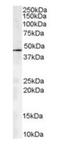 ARP1 homolog A antibody, orb18712, Biorbyt, Western Blot image 