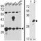 Endoplasmic reticulum resident protein 29 antibody, AP17343PU-N, Origene, Western Blot image 