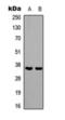 Paired Box 1 antibody, orb393129, Biorbyt, Western Blot image 