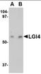 Leucine Rich Repeat LGI Family Member 4 antibody, orb88753, Biorbyt, Western Blot image 