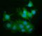 P21 (RAC1) Activated Kinase 2 antibody, A01419-4, Boster Biological Technology, Immunofluorescence image 