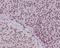 Forkhead Box O3 antibody, M00252-1, Boster Biological Technology, Immunohistochemistry frozen image 