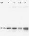 GAPDH antibody, TA336621, Origene, Western Blot image 