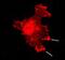 Synaptosomal-associated protein 23 antibody, ab4114, Abcam, Immunofluorescence image 