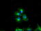 Basigin (Ok Blood Group) antibody, TA501162, Origene, Immunofluorescence image 