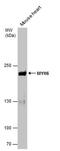 Myosin-6 antibody, MA5-27820, Invitrogen Antibodies, Western Blot image 