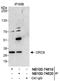 Origin Recognition Complex Subunit 6 antibody, NB100-74619, Novus Biologicals, Western Blot image 