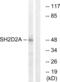 SH2 domain-containing protein 2A antibody, abx014880, Abbexa, Western Blot image 