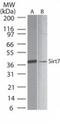 Sirtuin 7 antibody, TA336342, Origene, Western Blot image 