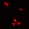 Potassium voltage-gated channel subfamily A member 2 antibody, orb373364, Biorbyt, Immunofluorescence image 