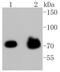 Forkhead Box O3 antibody, NBP2-67521, Novus Biologicals, Western Blot image 